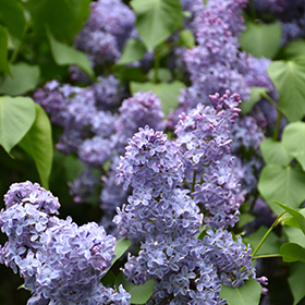 Plant Photo 8