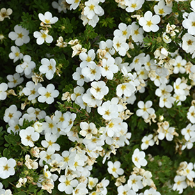 Plant Photo 2