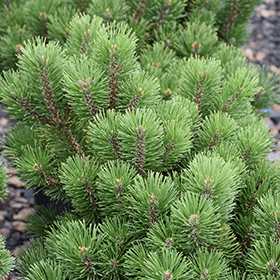 Plant Photo 3