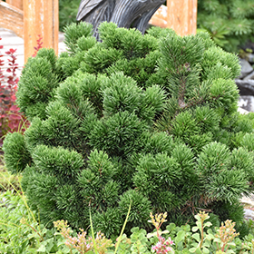 Plant Photo 4
