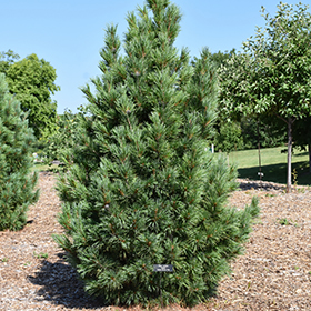 Plant Photo 7