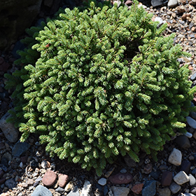 Plant Photo 2