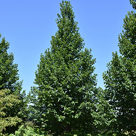 Plant Photo 8
