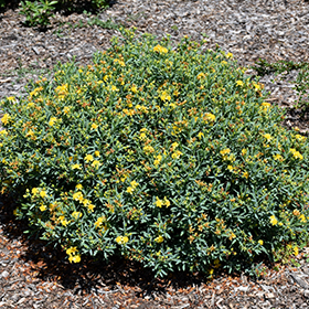Plant Photo 10