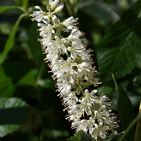 Plant Photo 10
