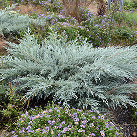 Plant Photo 3