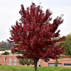 Plant Photo 9