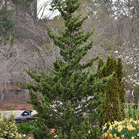 Plant Photo 2