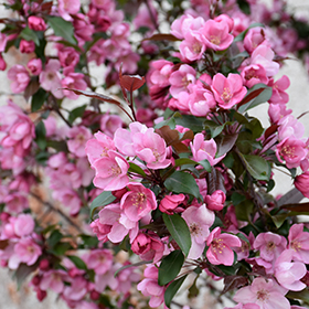 Plant Photo 2