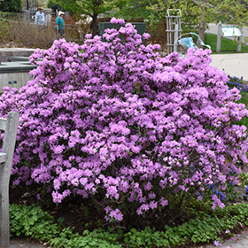 Plant Photo 6
