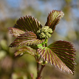Plant Photo 2