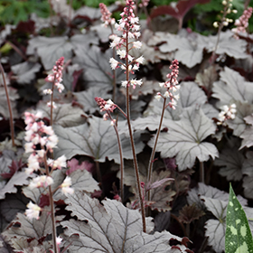 Plant Photo 7