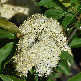 Plant Photo 10
