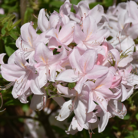 Plant Photo 4