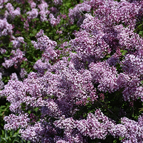 Plant Photo 1