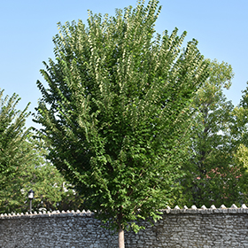 Plant Photo 8