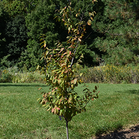 Plant Photo 10
