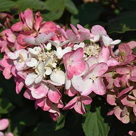 Plant Photo 9