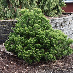 Plant Photo 5