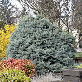 Plant Photo 5