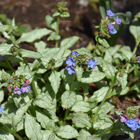 Plant Photo 8