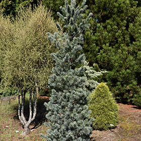 Plant Photo 5