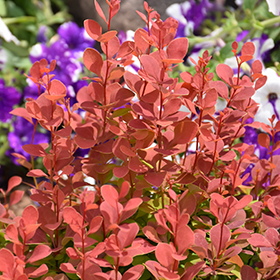 Plant Photo 2
