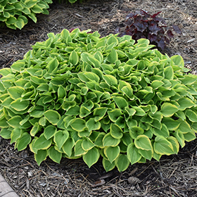 Plant Photo 1