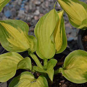 Plant Photo 1