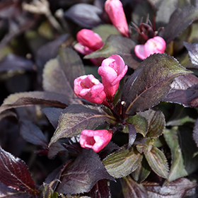 Plant Photo 10