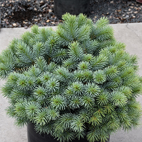 Plant Photo 8