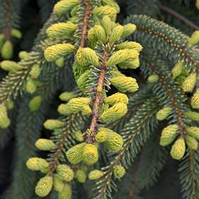 Plant Photo 5