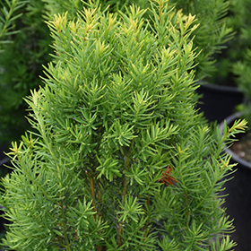 Plant Photo 1