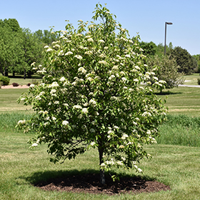 Plant Photo 10