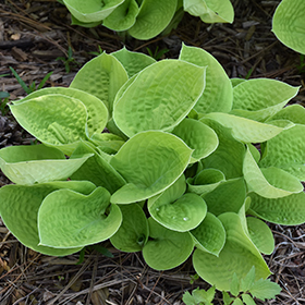 Plant Photo 4