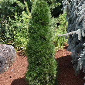 Plant Photo 2