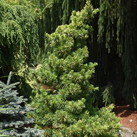 Plant Photo 1