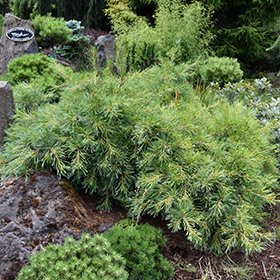 Plant Photo 9