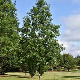Plant Photo 4
