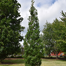 Plant Photo 2