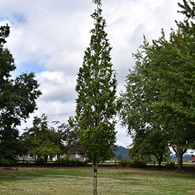 Plant Photo 3