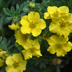 Plant Photo 10