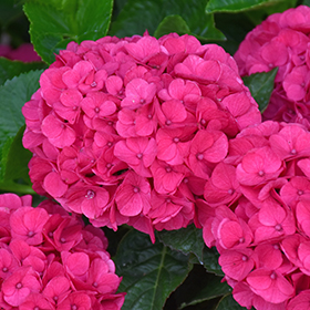 Plant Photo 9