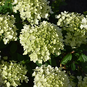 Plant Photo 4