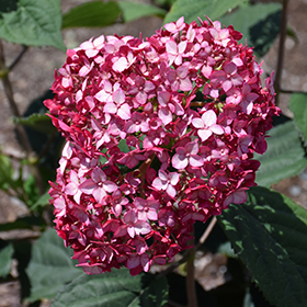 Plant Photo 3