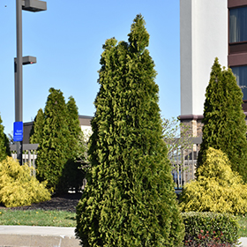 Plant Photo 3