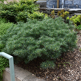 Plant Photo 7