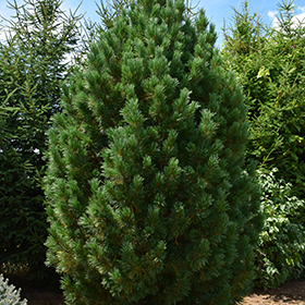 Plant Photo 8