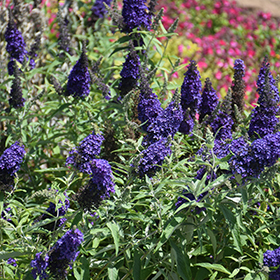 Plant Photo 1