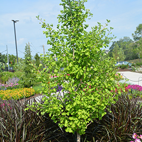 Plant Photo 7